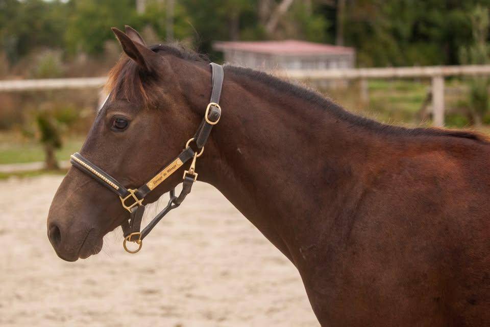 Poney isabelle hongre New forest taille D 