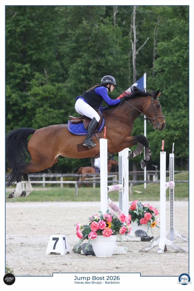 Vente jument baie de 10 ans, Belgian Warmblood