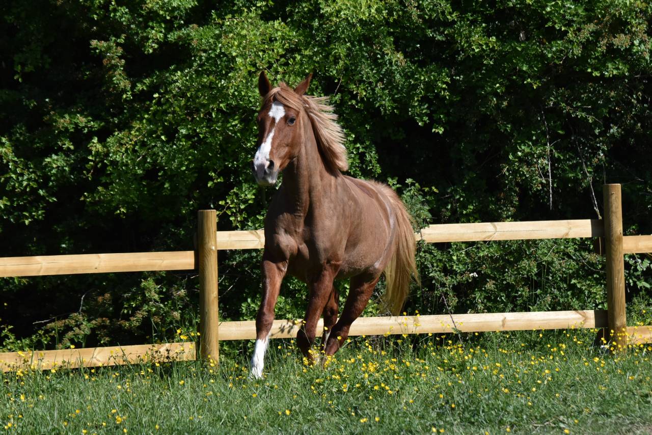 Top ponette de loisirs
