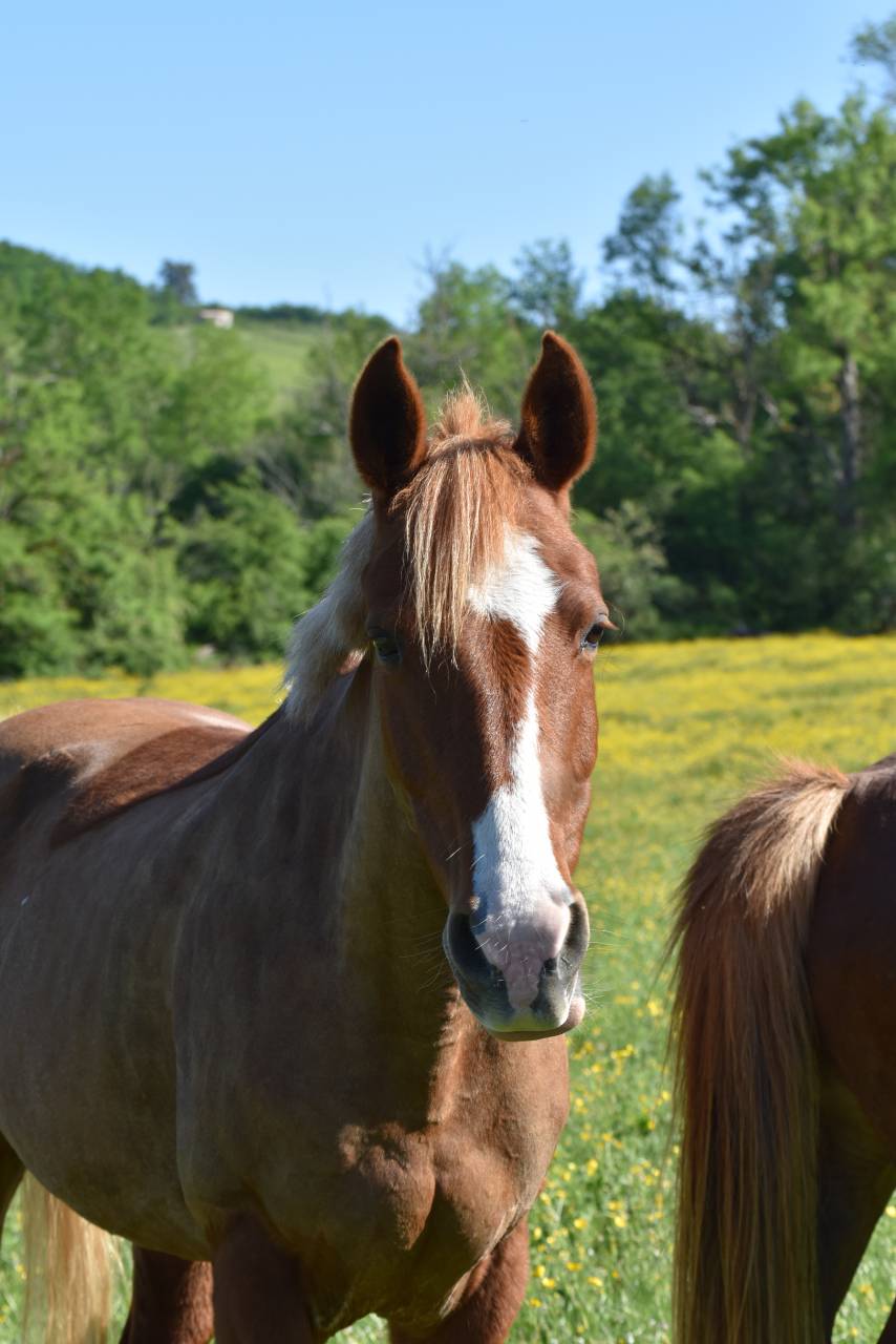 Top ponette de loisirs