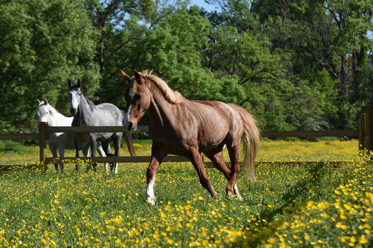 Top ponette de loisirs