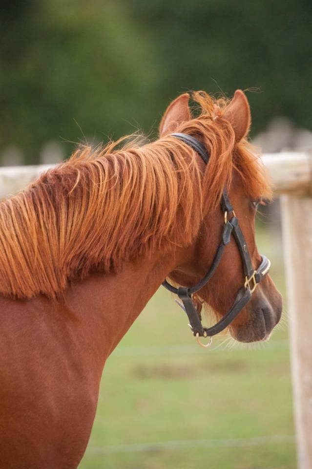 Ponette New forest taille D 