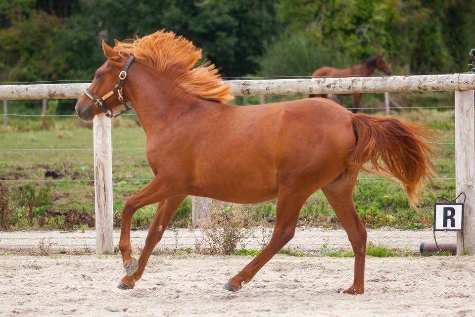 Ponette New forest taille D 