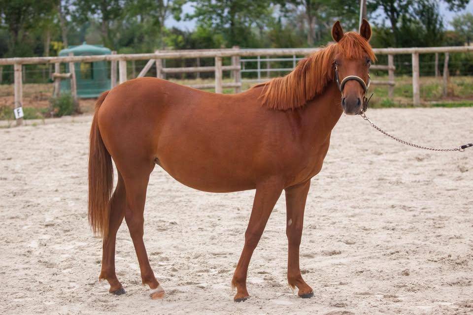 Ponette New forest taille D 