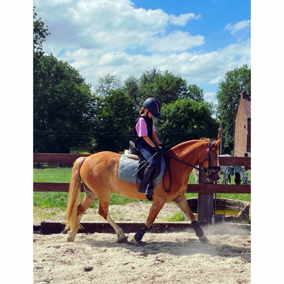 Hongre Autre Race de Poney A vendre 2018 Alezan