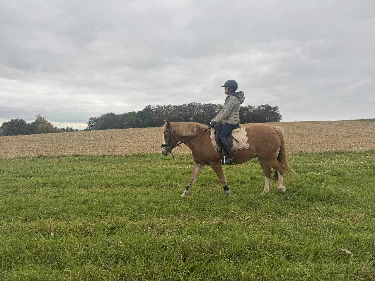 Hongre Autre Race de Poney A vendre 2018 Alezan