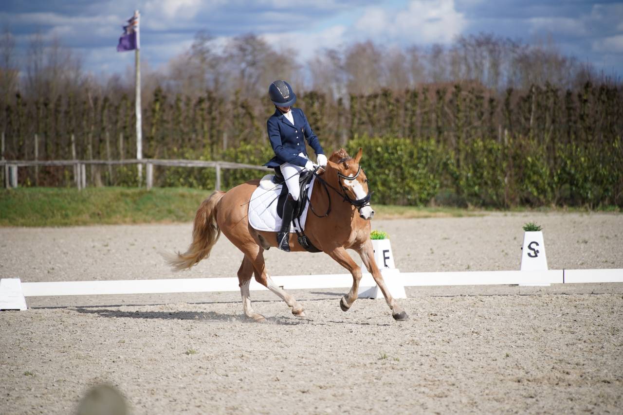 Hongre Autre Race de Poney A vendre 2018 Alezan