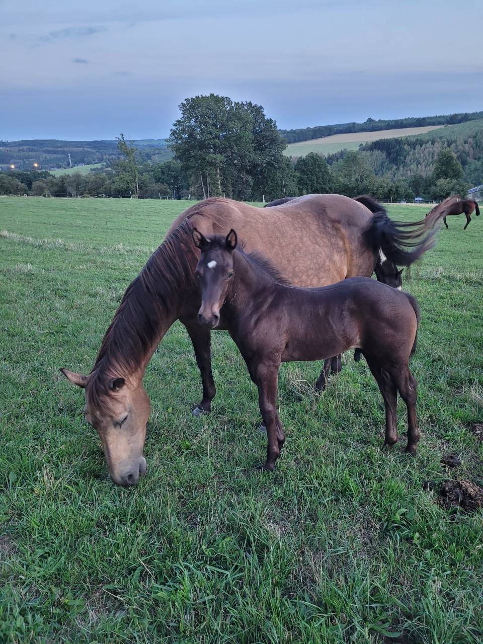 A vendre poulain QUARTER HORSE