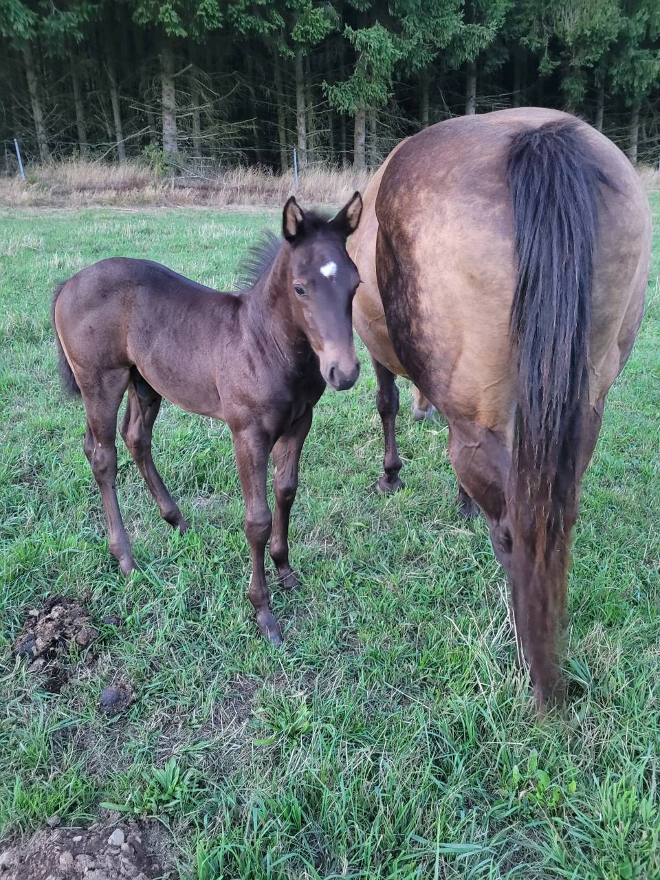 A vendre poulain QUARTER HORSE