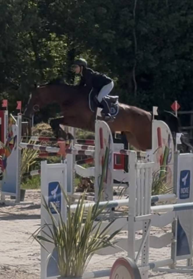 JUMENT Pr&eacute;nium CSO 125/130 - Balou du Rouet x Nonstop