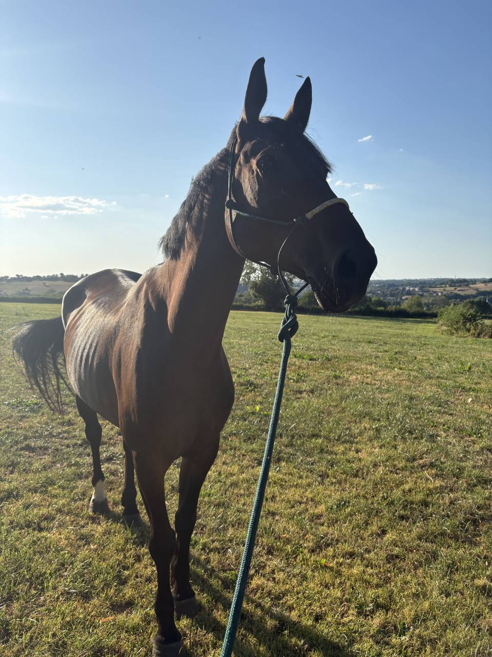 &Agrave; vendre 