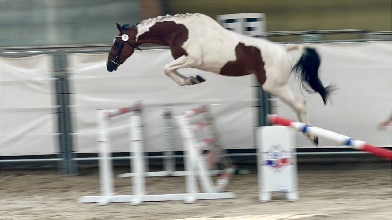 Belle jument  3 ans SF