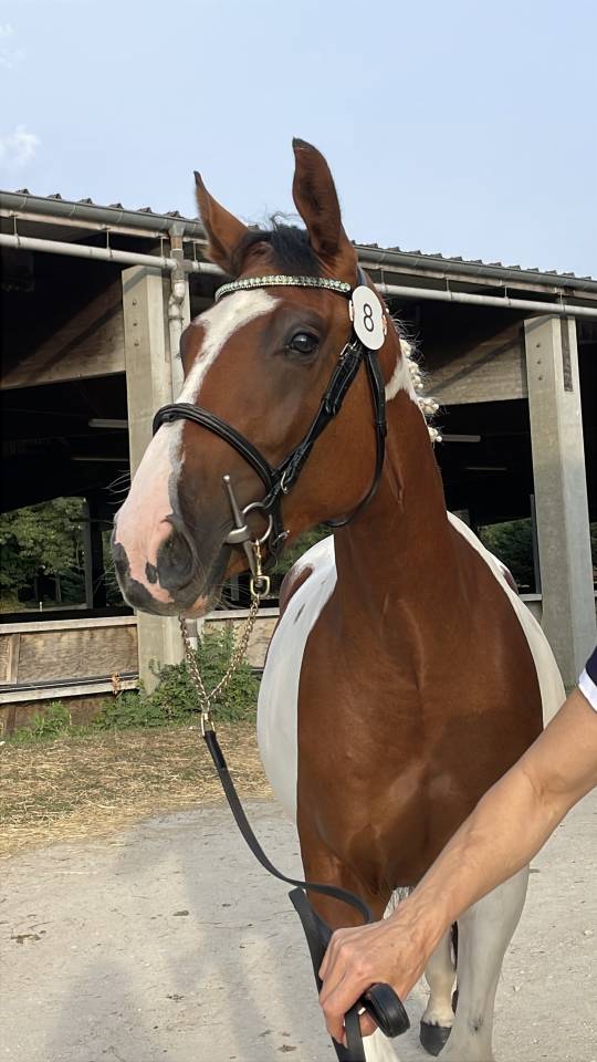 Belle jument  3 ans SF