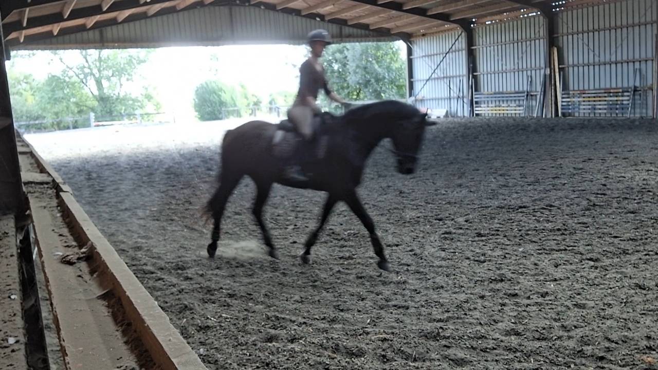 Hongre noir old / dressage de 8ans/ bon papier 5500&euro;