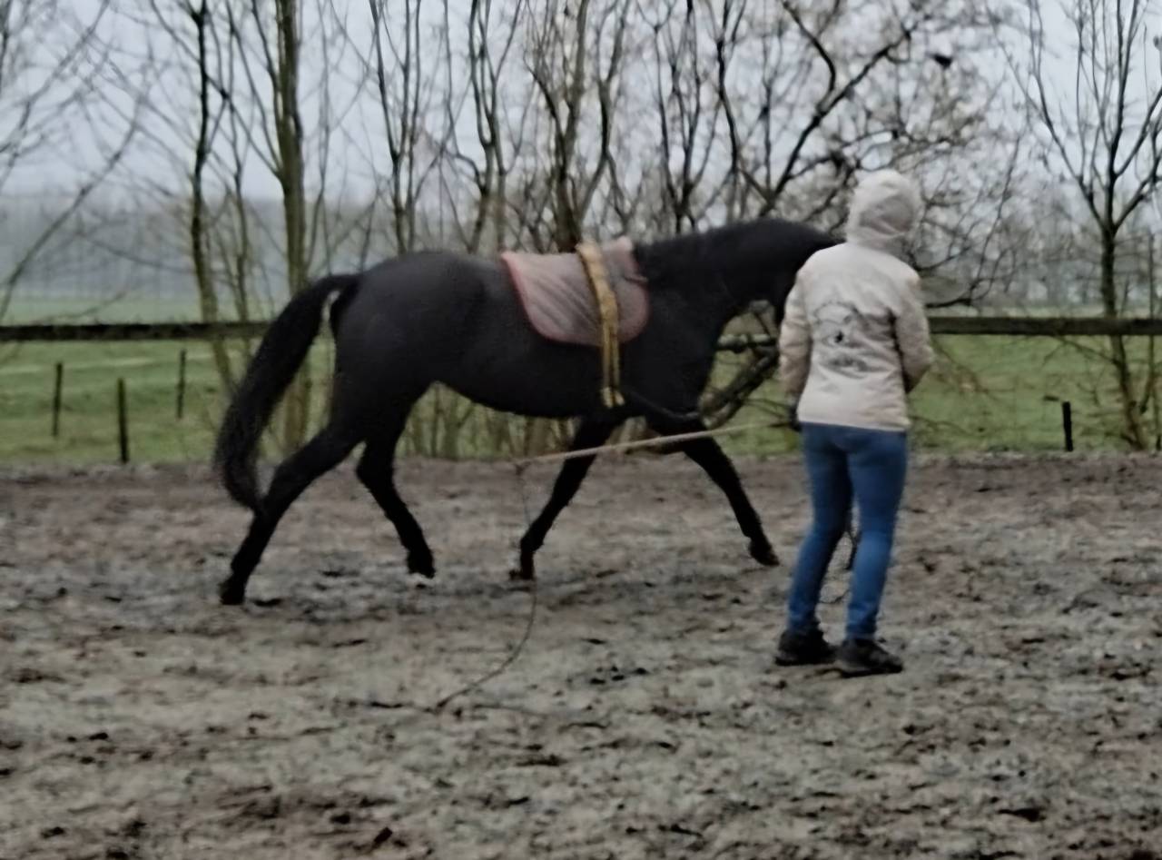 Hongre noir old / dressage de 8ans/ bon papier 5500&euro;