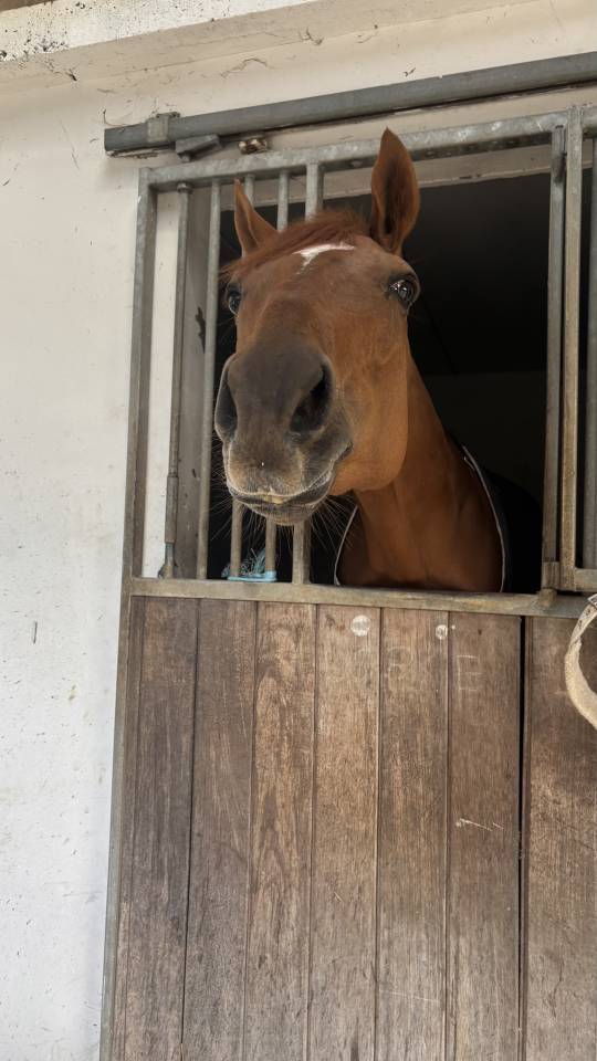 Urgent - Jument  a vendre pur sang 
