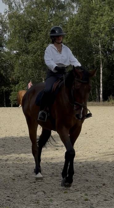 Hongre 4 ans cso