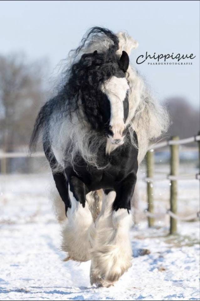 Qyros poulain Irish Cob 