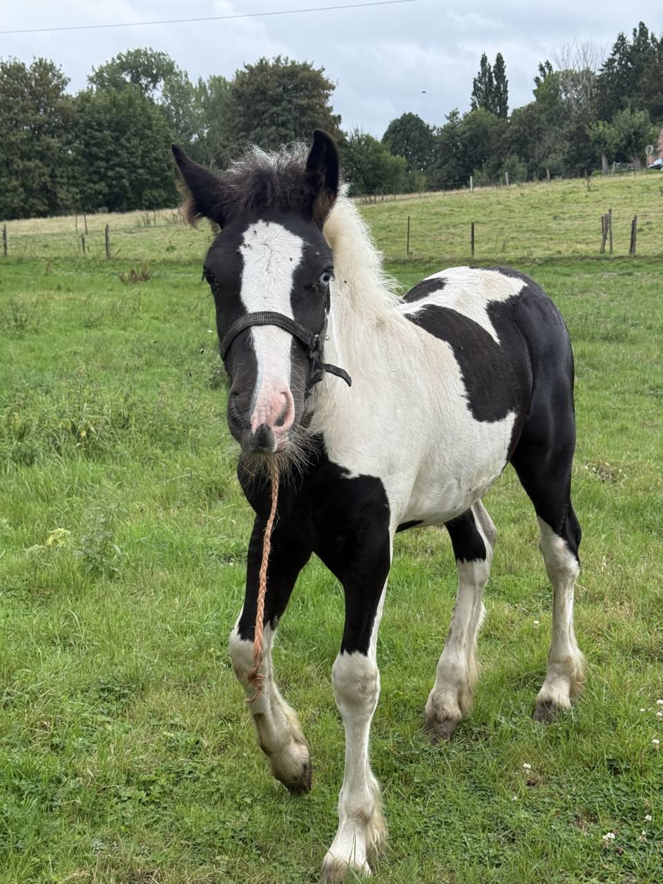 Qyros poulain Irish Cob 