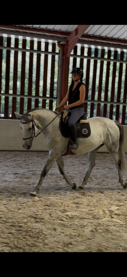 &Agrave; vendre jument 10 ans Darco X Quick star 