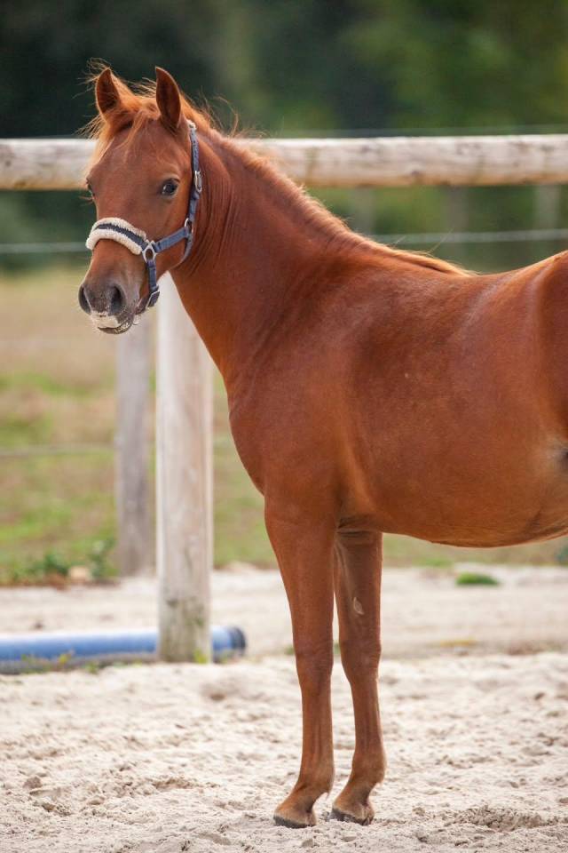 Belle ponette New forest de croisement Taille C 