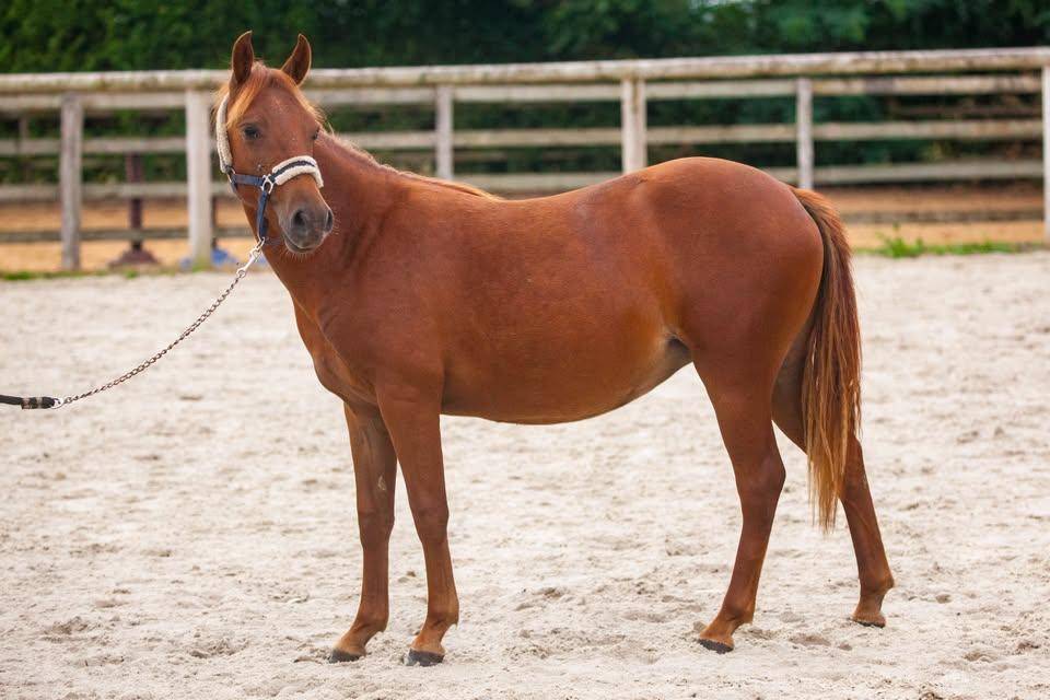 Belle ponette New forest de croisement Taille C 