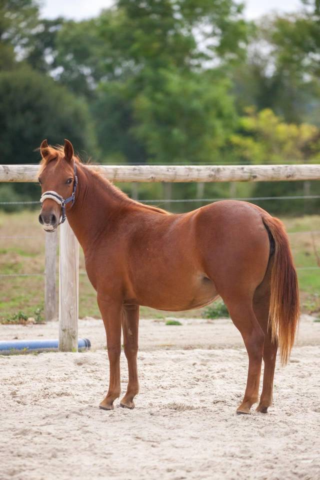 Belle ponette New forest de croisement Taille C 