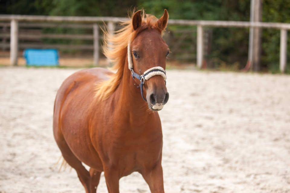 Belle ponette New forest de croisement Taille C 