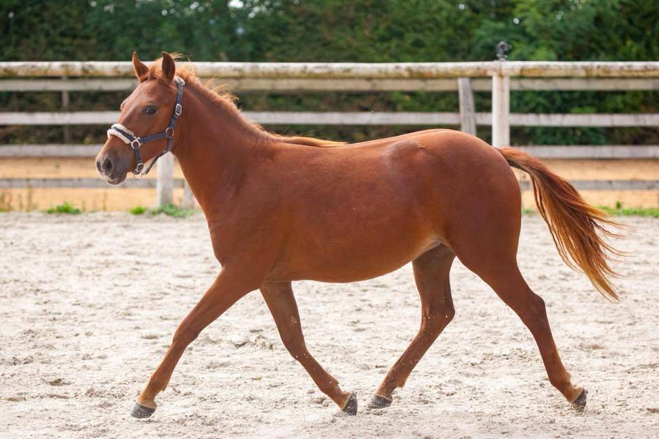 Belle ponette New forest de croisement Taille C 