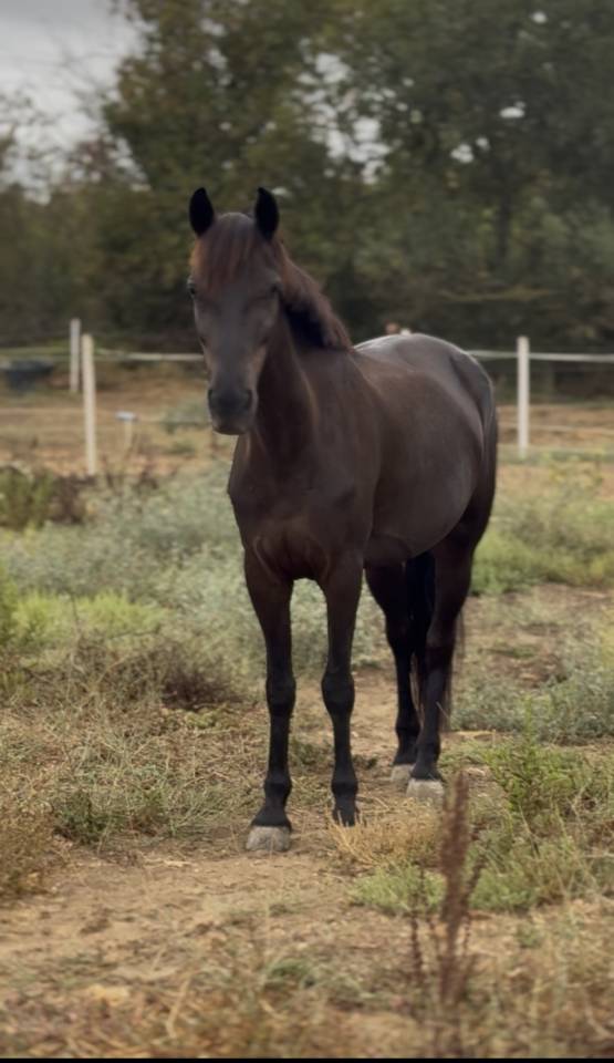 A VENDRE DORA DE LA PLUME JUMENT CONNEMARA ! 