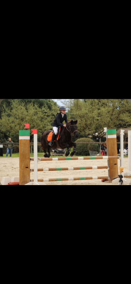 A VENDRE DORA DE LA PLUME JUMENT CONNEMARA ! 