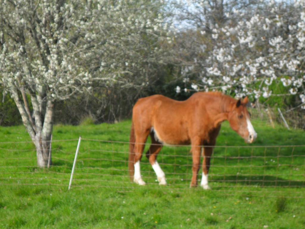 Votre cheval chez vous dans un cadre idyllique