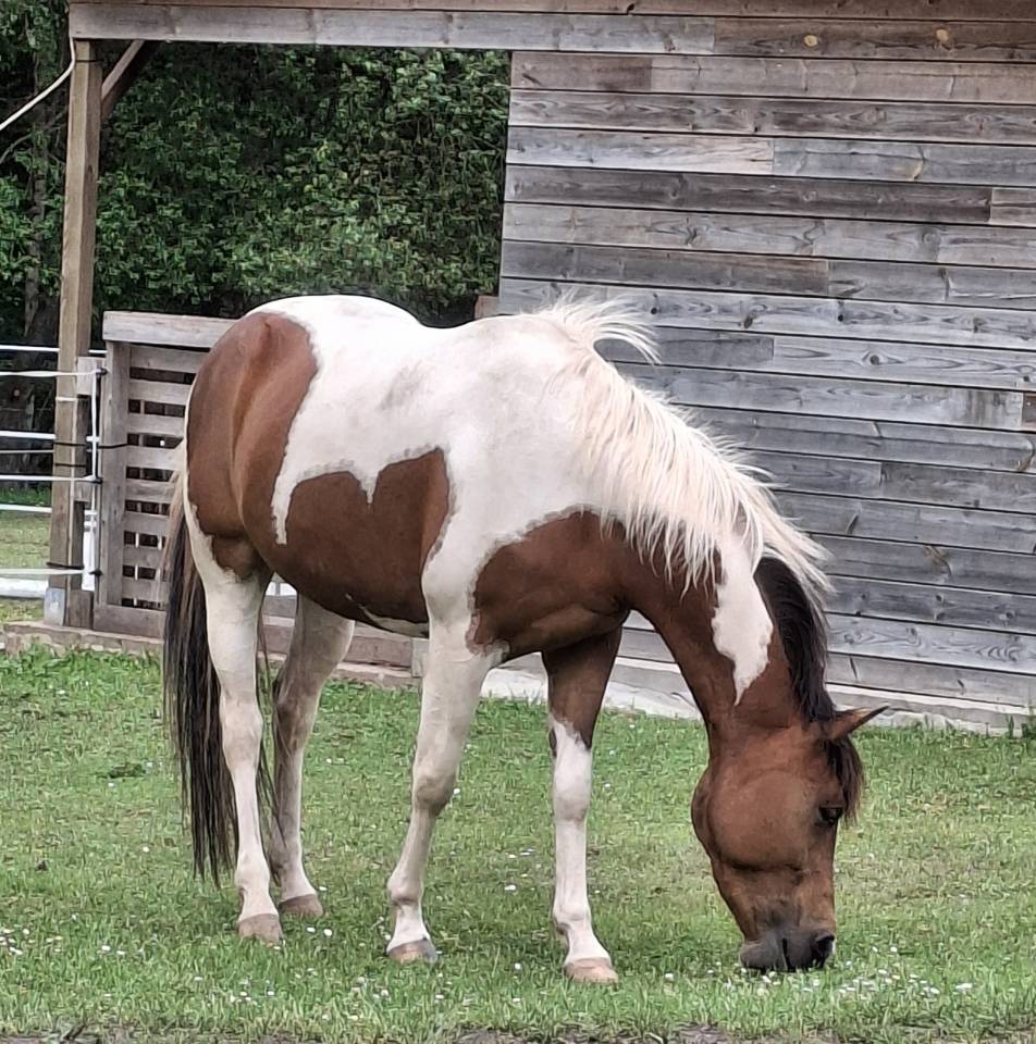 Jument paint horse 