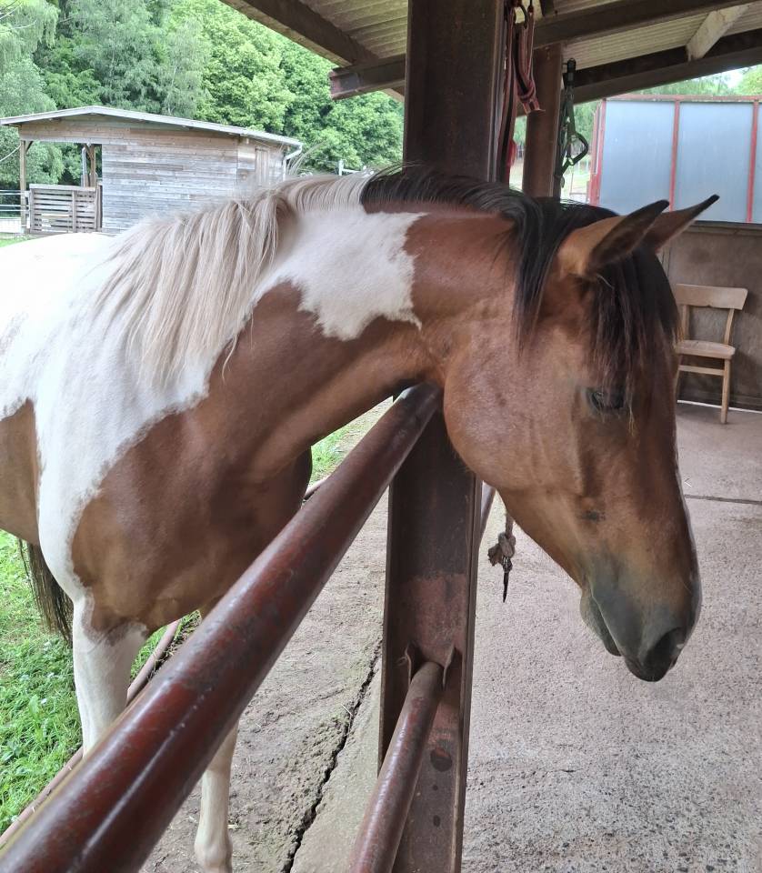 Jument paint horse 