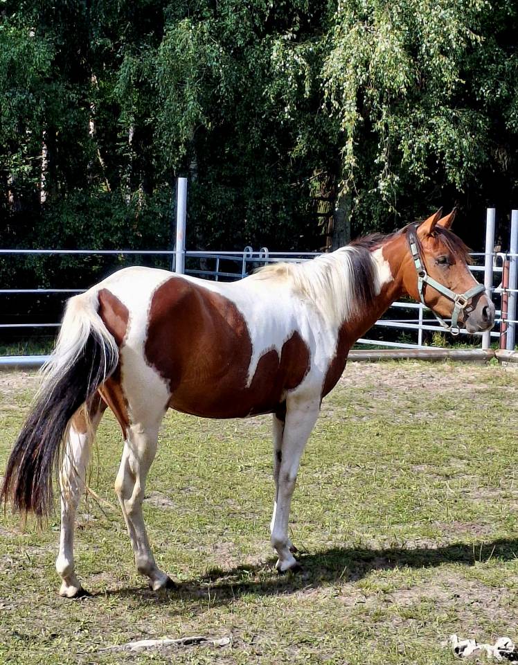 Jument paint horse 