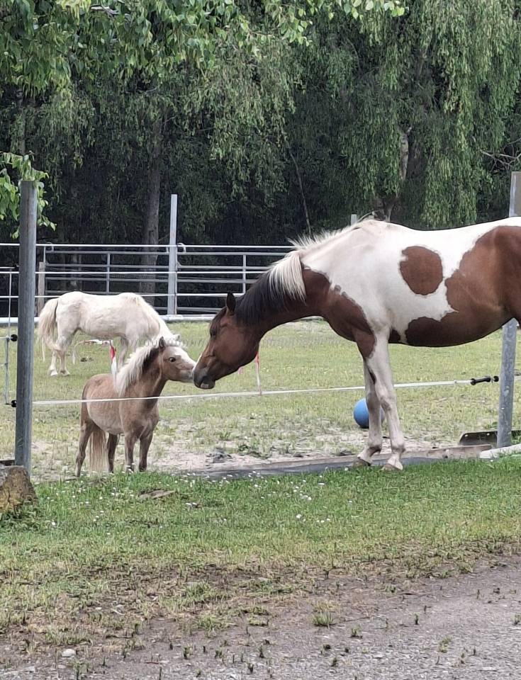 Jument paint horse 
