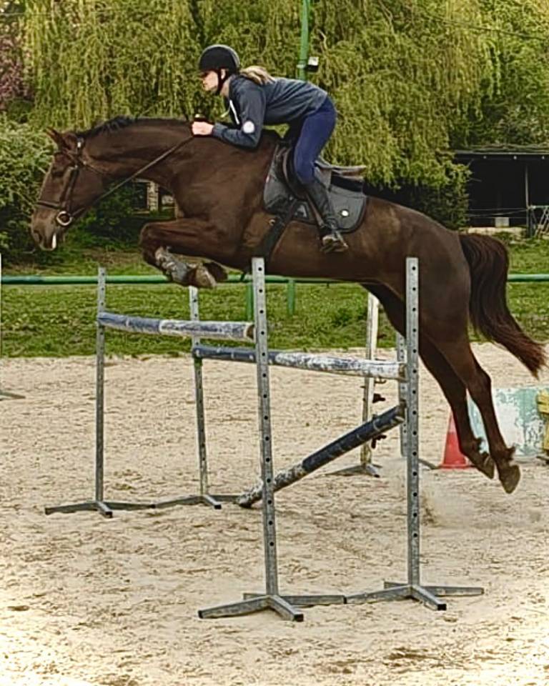 Jument de 6ans 