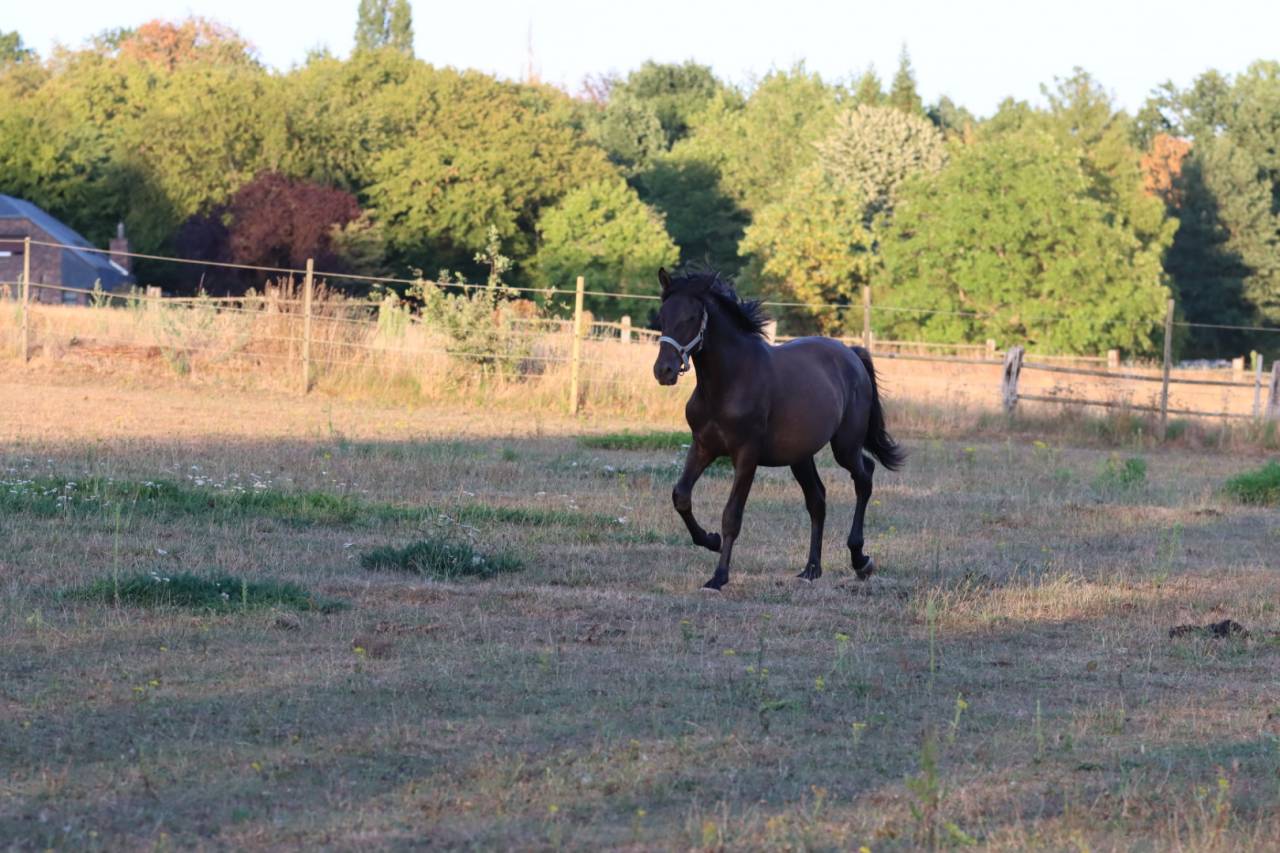 Poulain PRE noir 