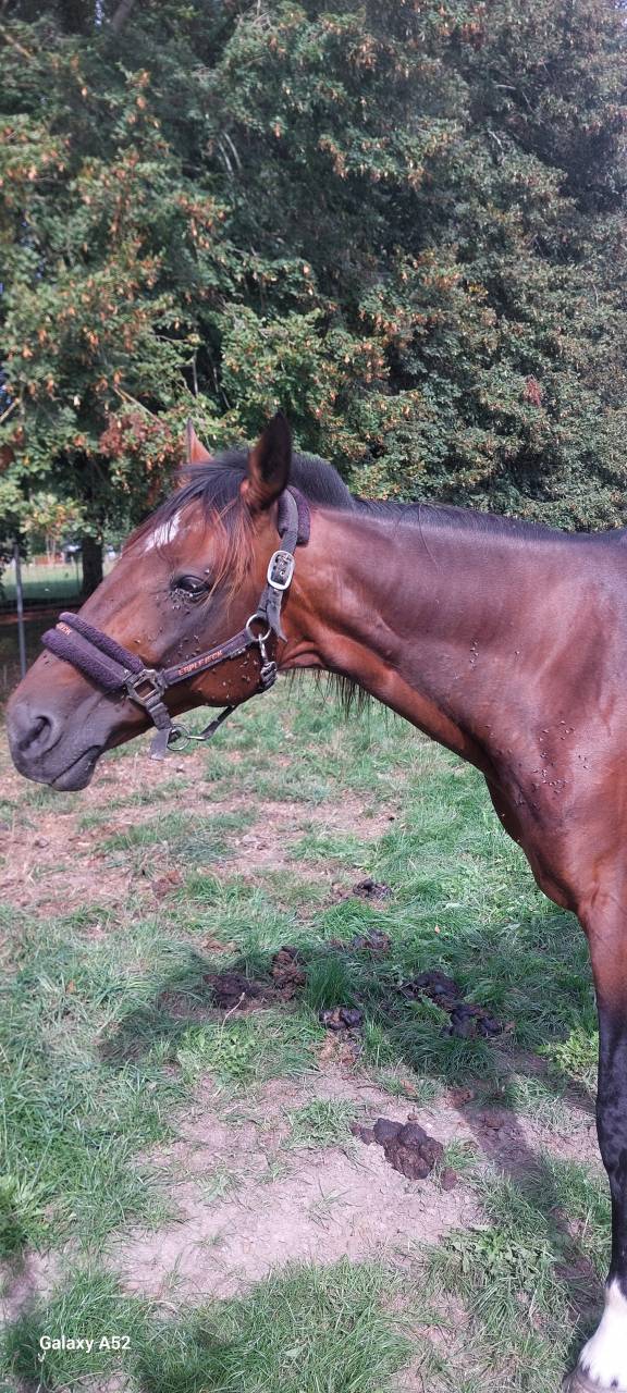 Cheval de loisir 10 ans