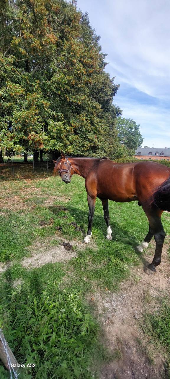 Cheval de loisir 10 ans