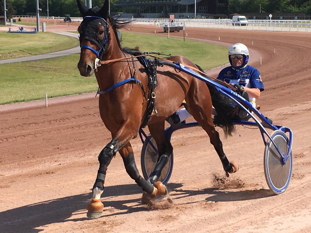 Cheval de loisir 10 ans