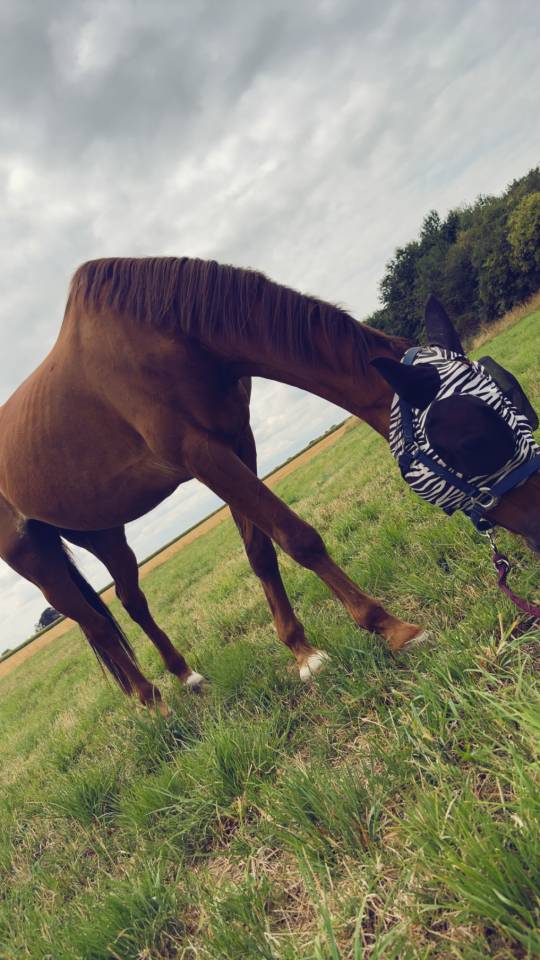 Cheval &agrave; vendre 