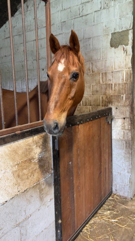 Cheval &agrave; vendre 