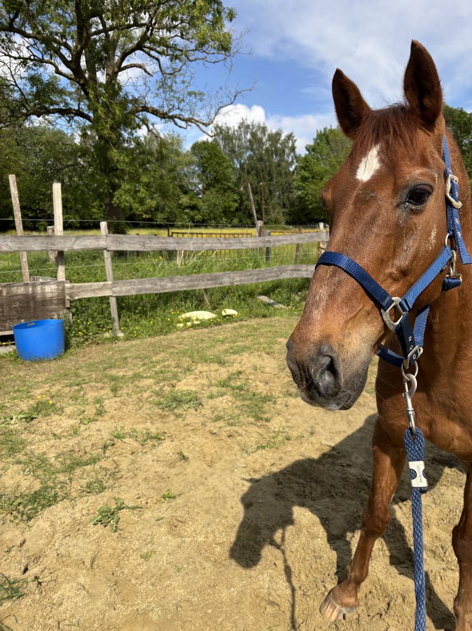 Cheval &agrave; vendre 