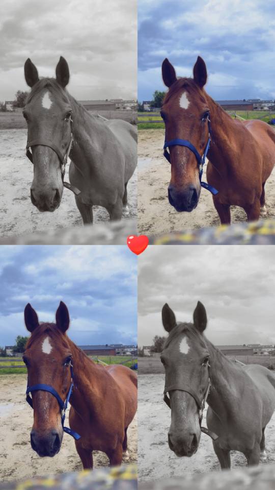 Cheval &agrave; vendre 