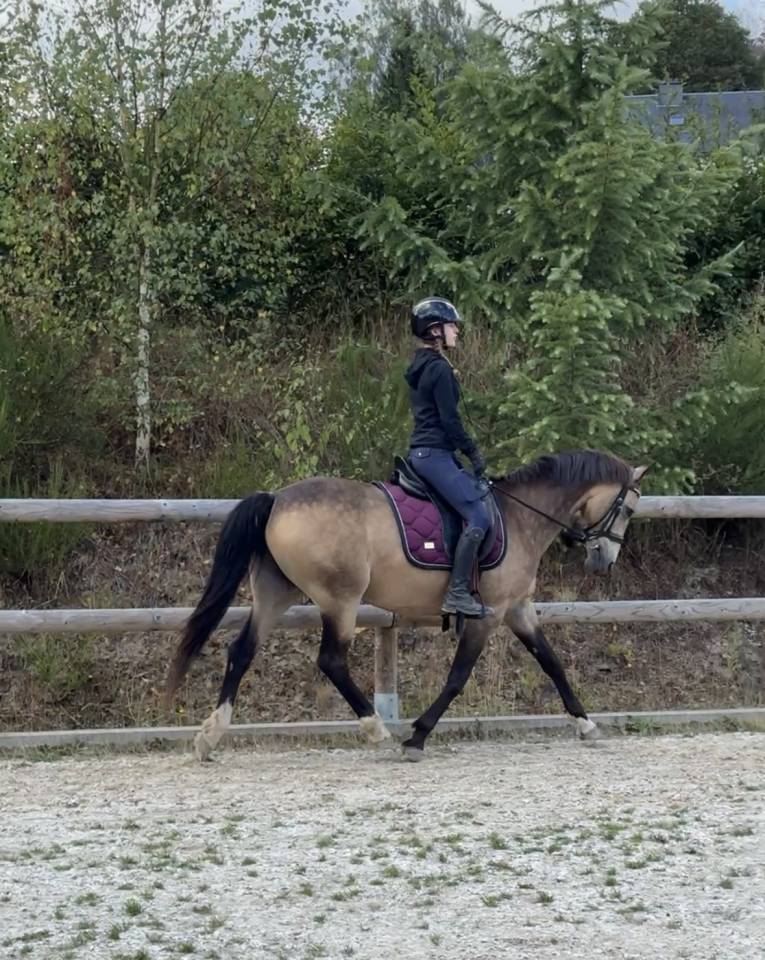 Tr&egrave;s jolie ponette de 11 ans - 146cm