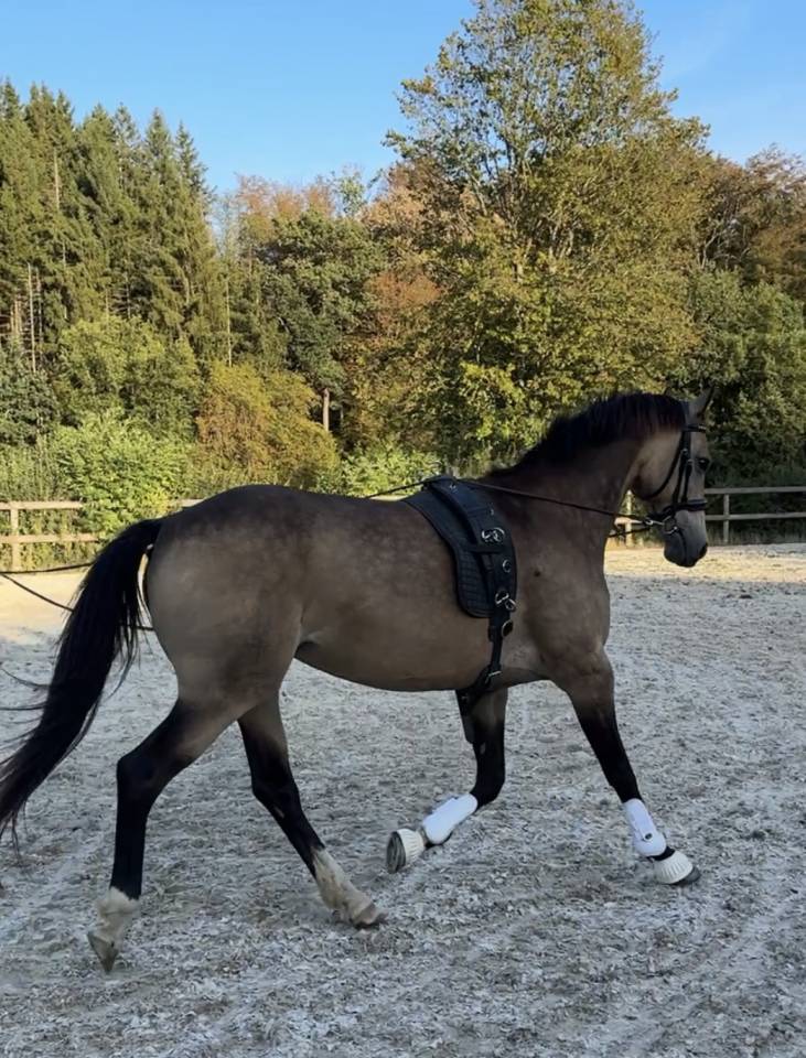 Tr&egrave;s jolie ponette de 11 ans - 146cm