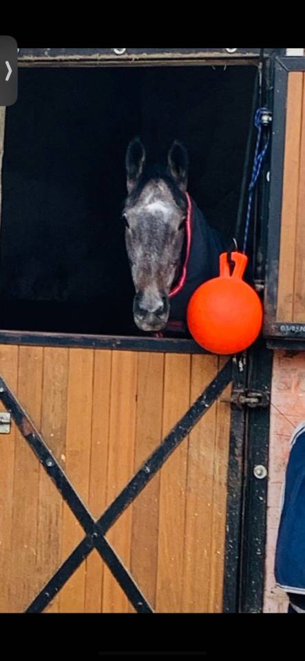 Demie pension - Adorable jument Pur-sang de 5 ans