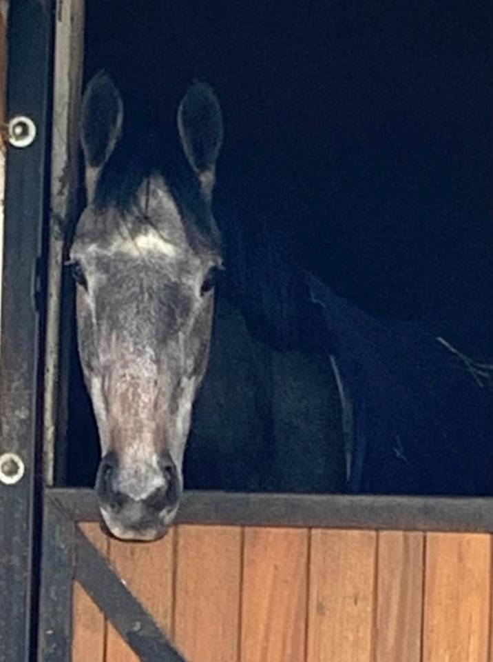 Demie pension - Adorable jument Pur-sang de 5 ans