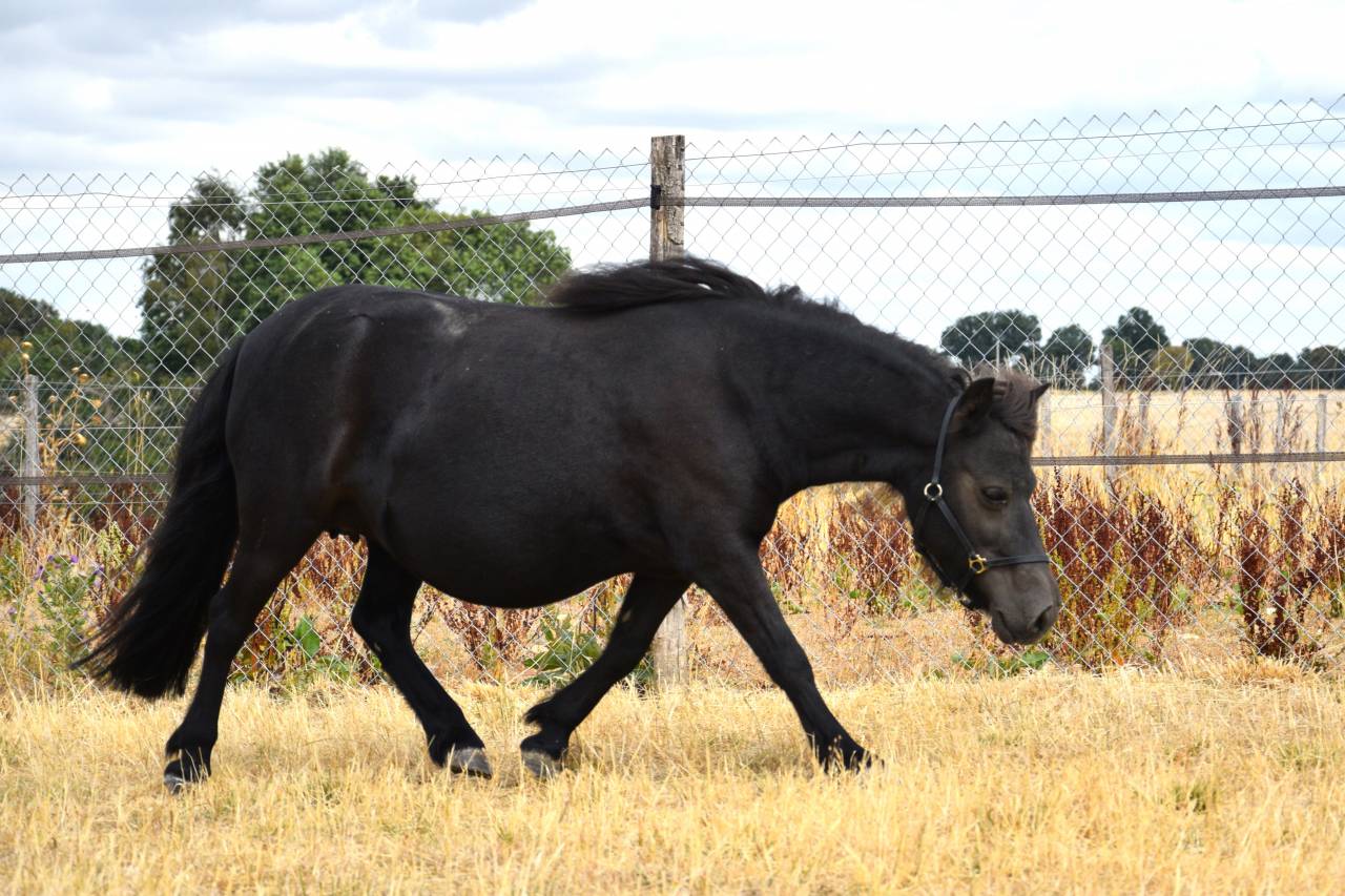Poulini&egrave;re Shetland 8 ans